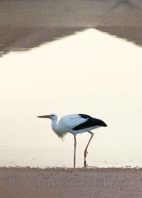 BB 10 0229 / Ciconia ciconia / Stork